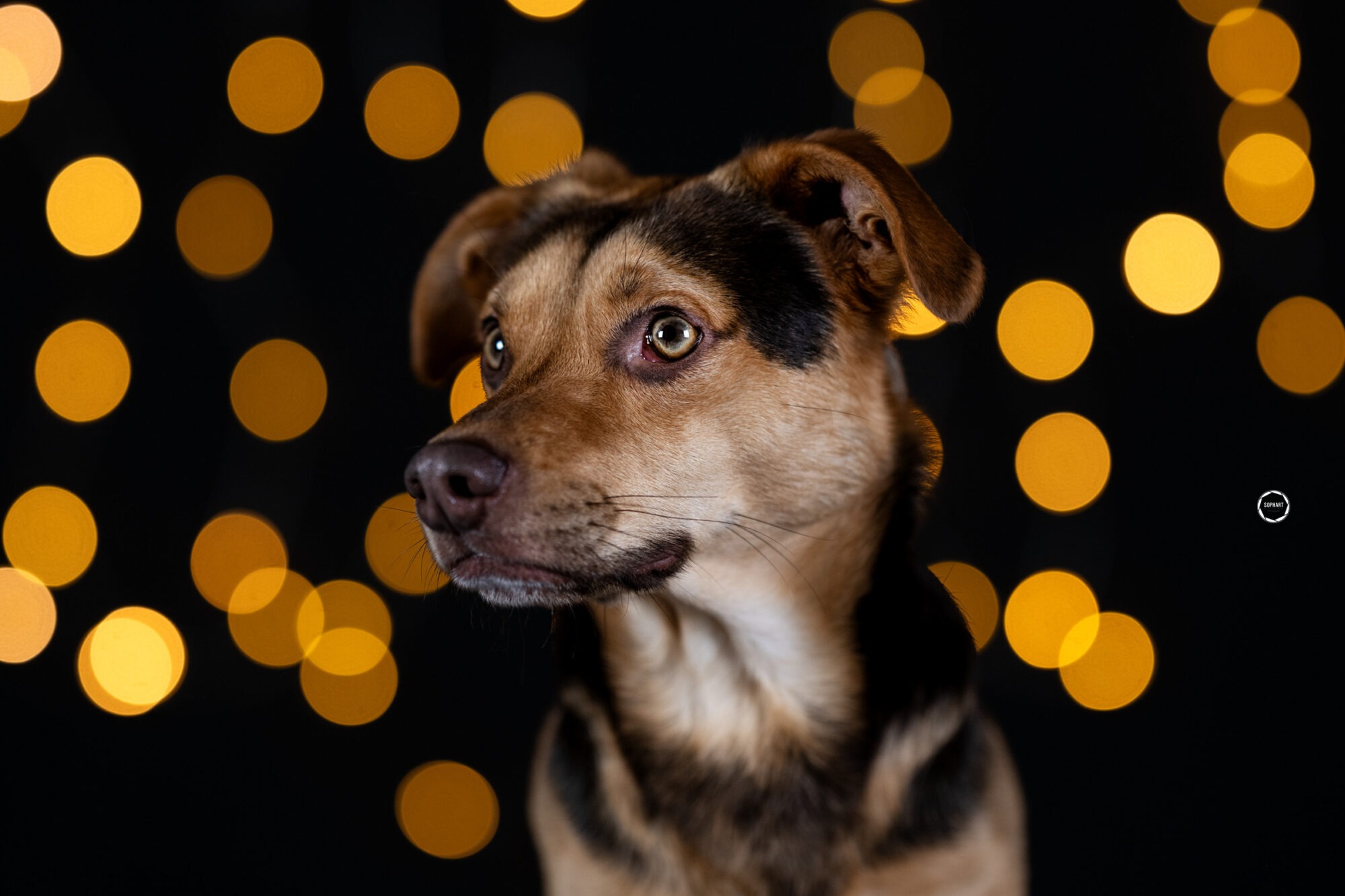 Sophart Photography Hunde Fotoshooting Studio