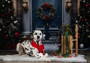 Sophart Photography Weihnachts Hunde Fotoshooting