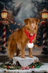 Sophart Photography Weihnachts Hunde Fotoshooting