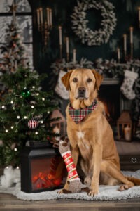 Sophart Photography Weihnachts Hunde Fotoshooting
