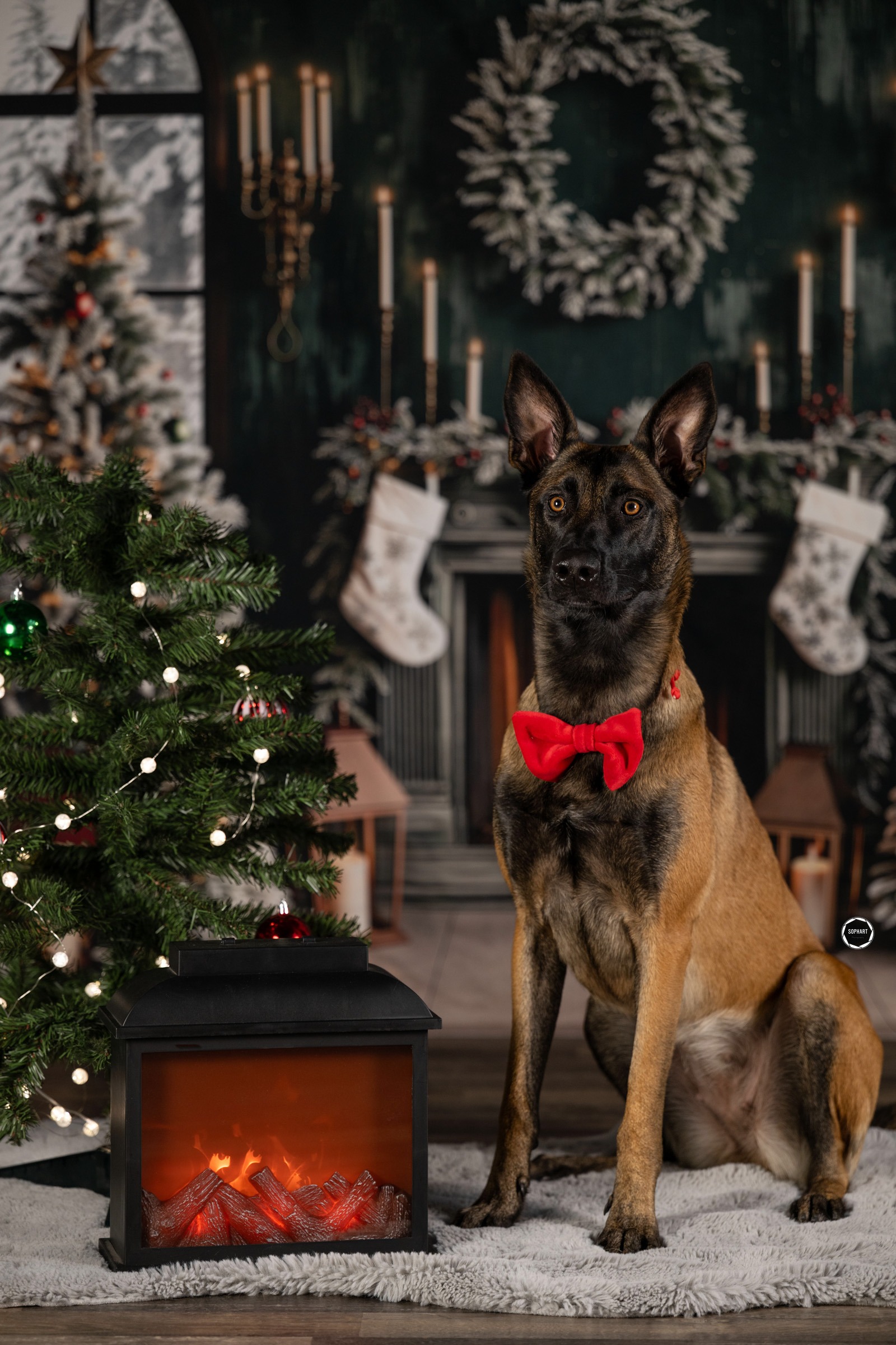 Sophart Photography Weihnachts Hunde Fotoshooting
