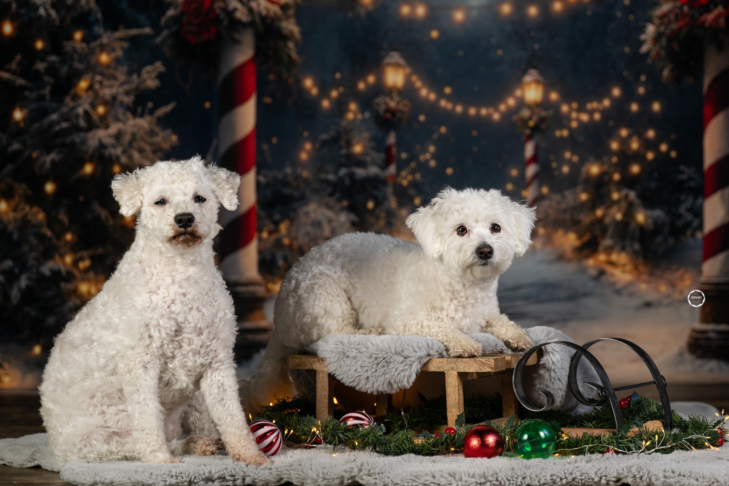 Sophart Photography Weihnachts Hunde Fotoshooting