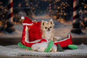 Sophart Photography Weihnachts Hunde Fotoshooting