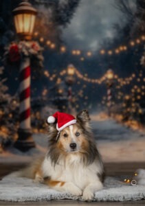 Sophart Photography Weihnachts Hunde Fotoshooting
