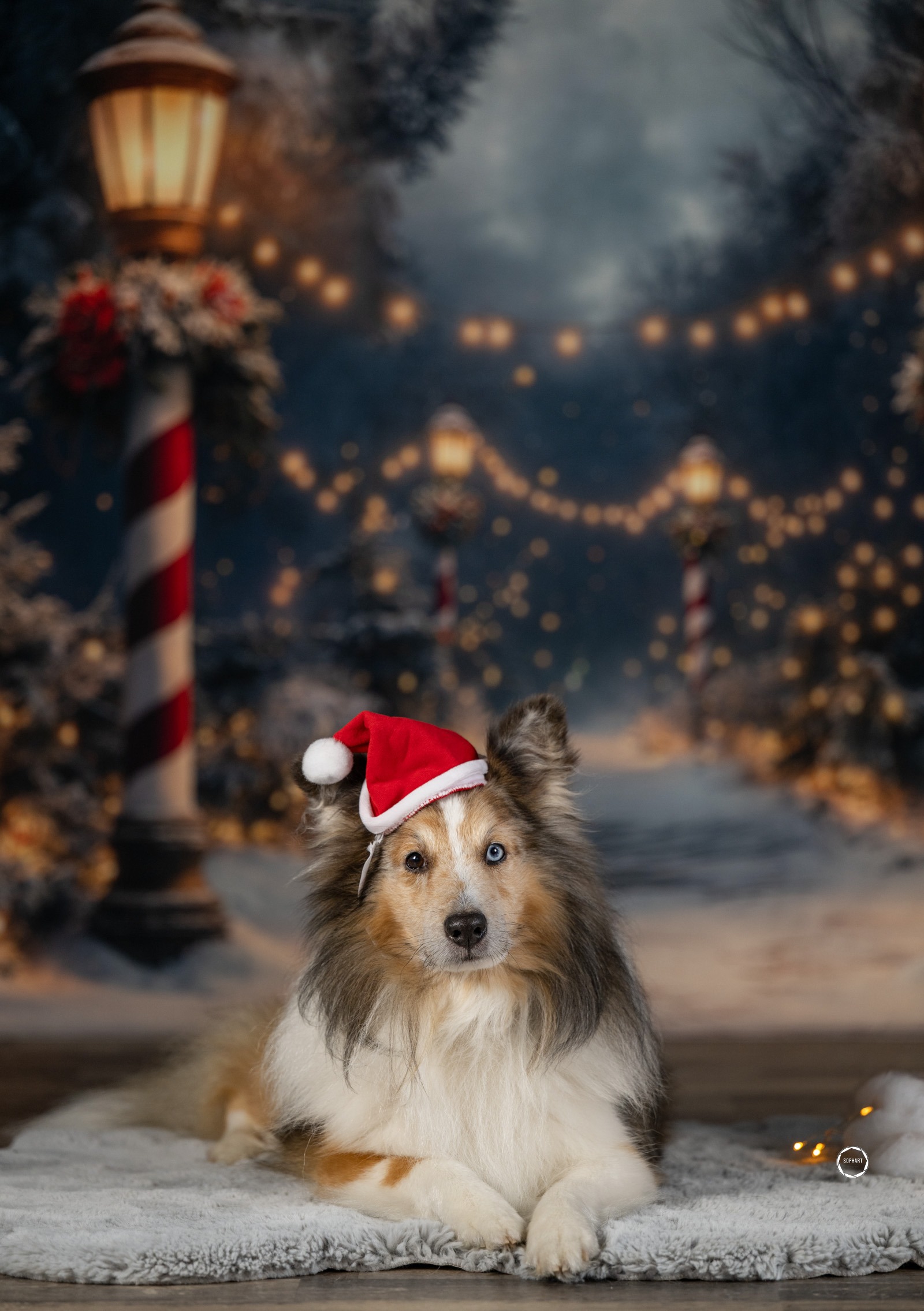 Sophart Photography Weihnachts Hunde Fotoshooting