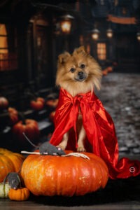 Sophart Photography Hunde Fotografie