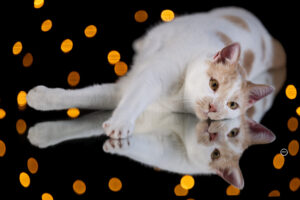 Sophart Photography Katzen Fotografie