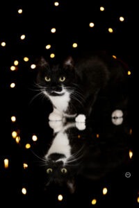 Sophart Photography Katzen Fotografie