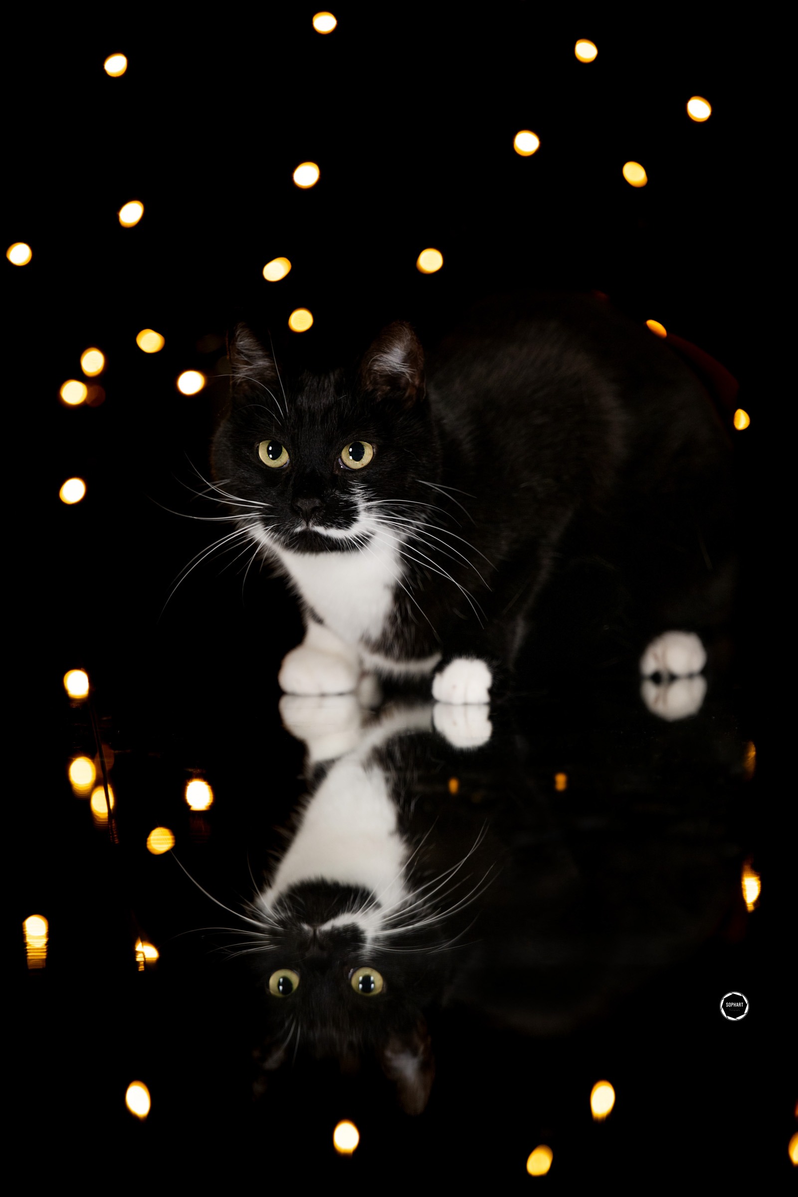 Sophart Photography Katzen Fotografie