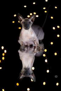 Sophart Photography Katzen Fotografie