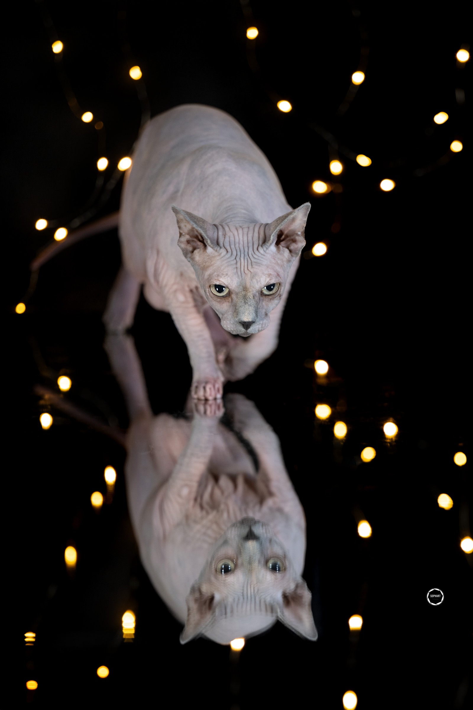 Sophart Photography Katzen Fotografie