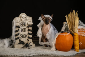 Sophart Photography Katzen Fotografie