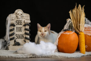 Sophart Photography Katzen Fotografie