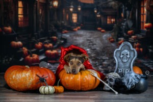 Sophart Photography Hunde Fotografie