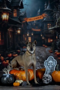 Sophart Photography Hunde Fotografie