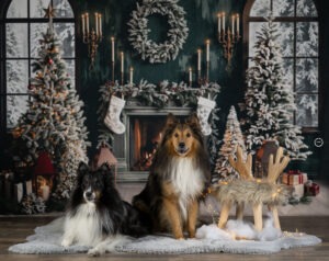 Sophart Photography Weihnachts Hunde Fotoshooting