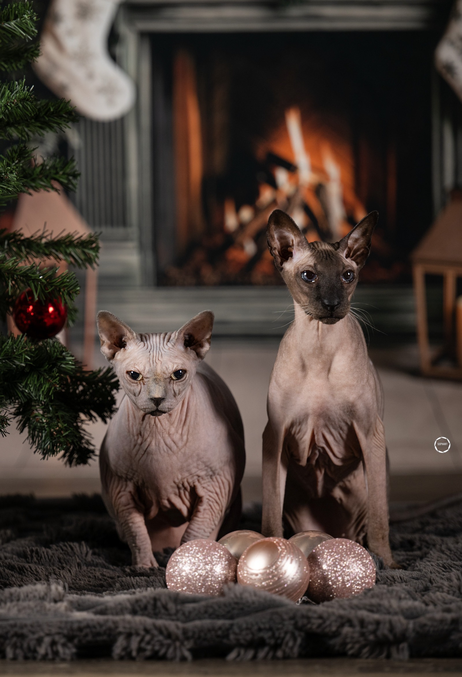 Sophart Photography Katzen Fotografie