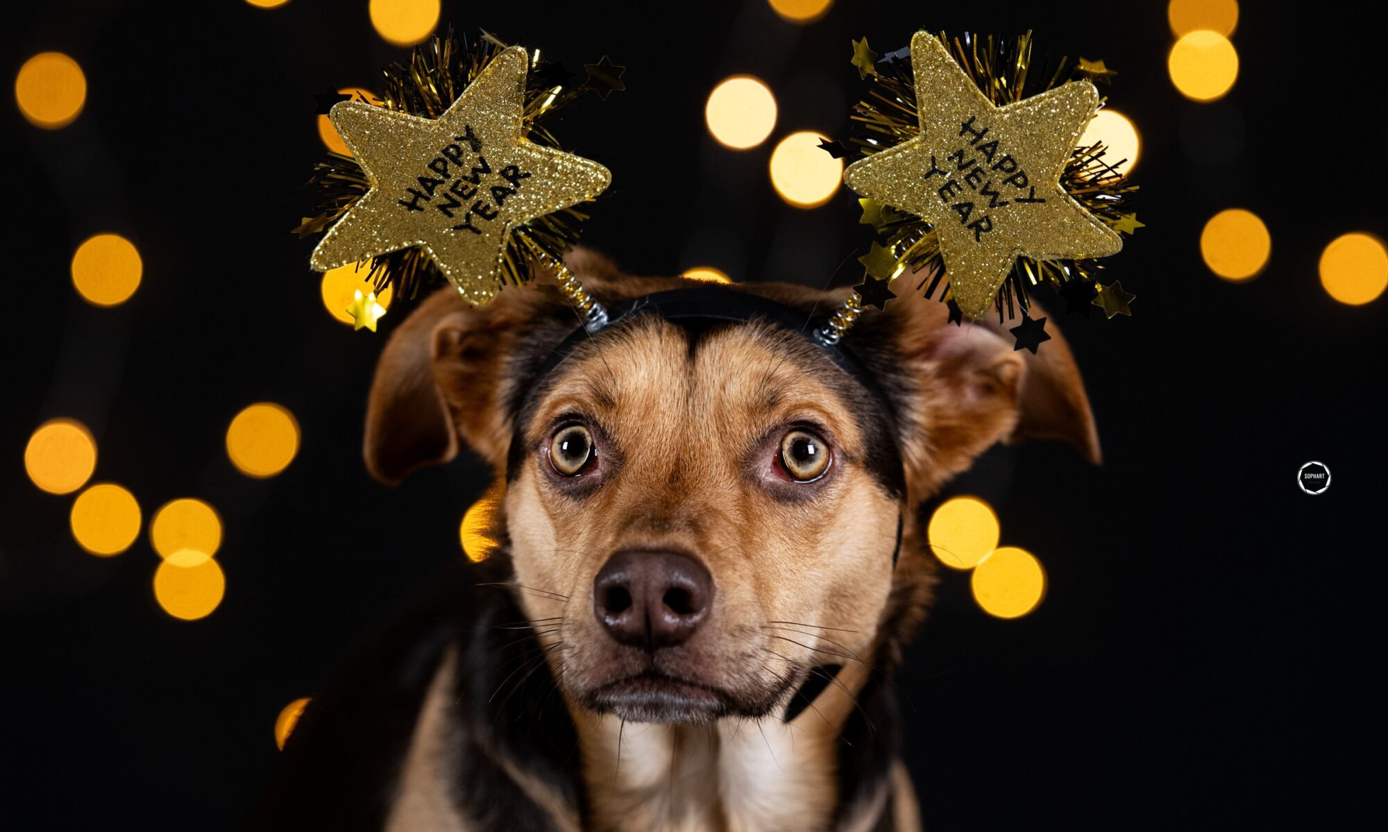 Sophart Photography Hunde Fotoshooting Studio