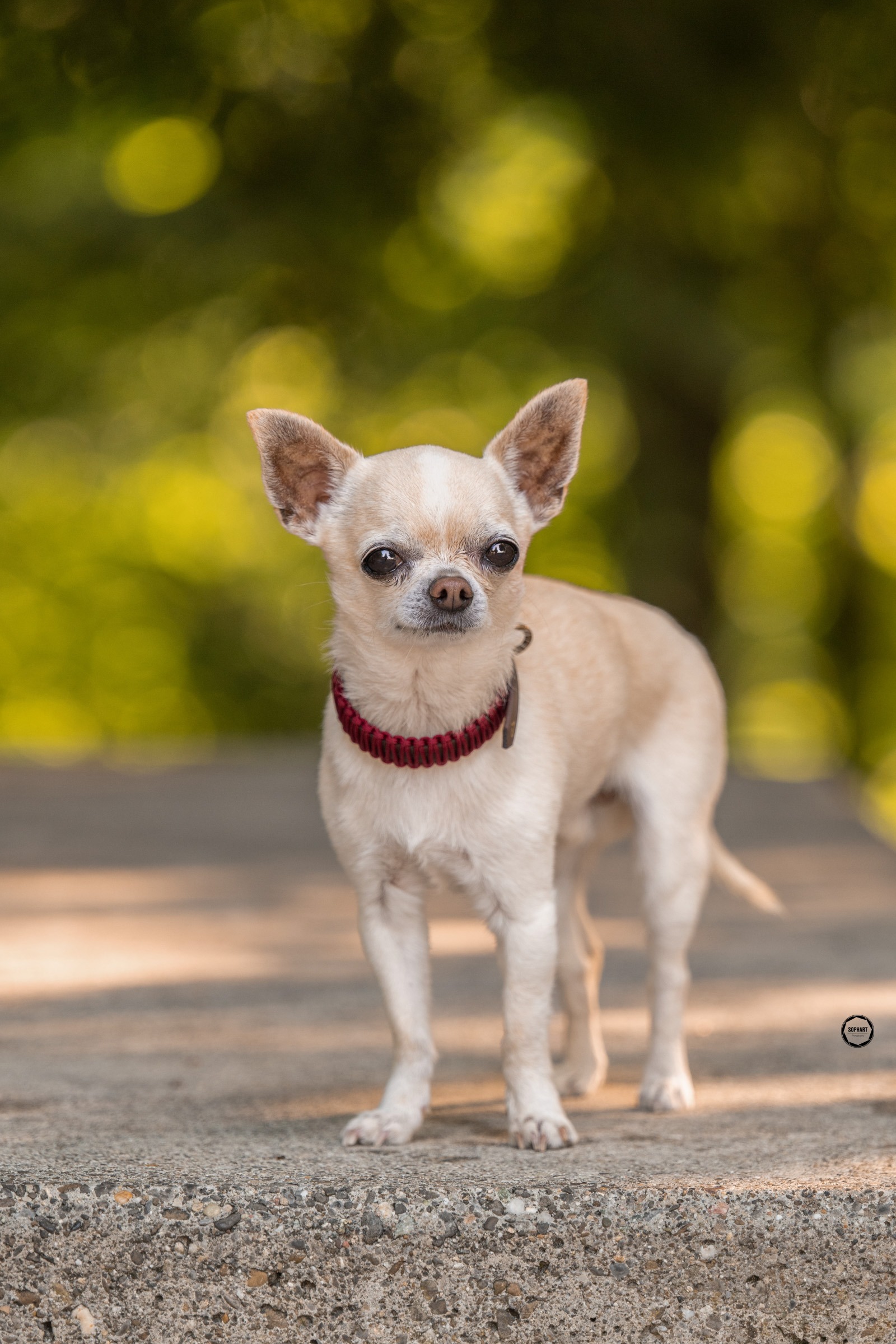 Sophart Photography Outdoor Hundefotografie