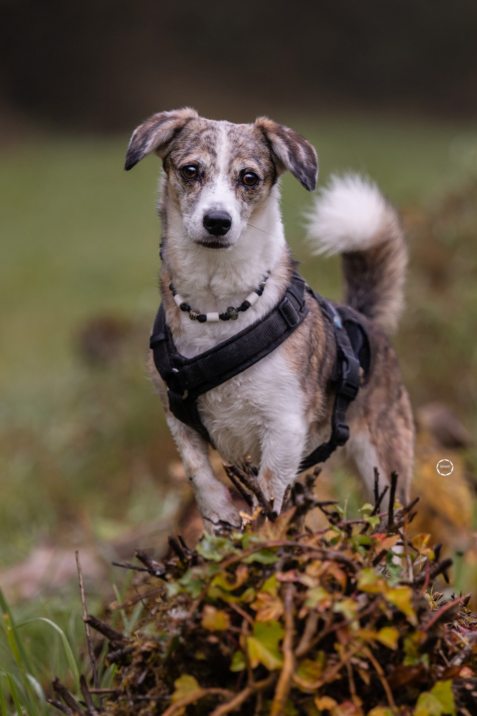 Sophart Photography Outdoor Hundefotografie
