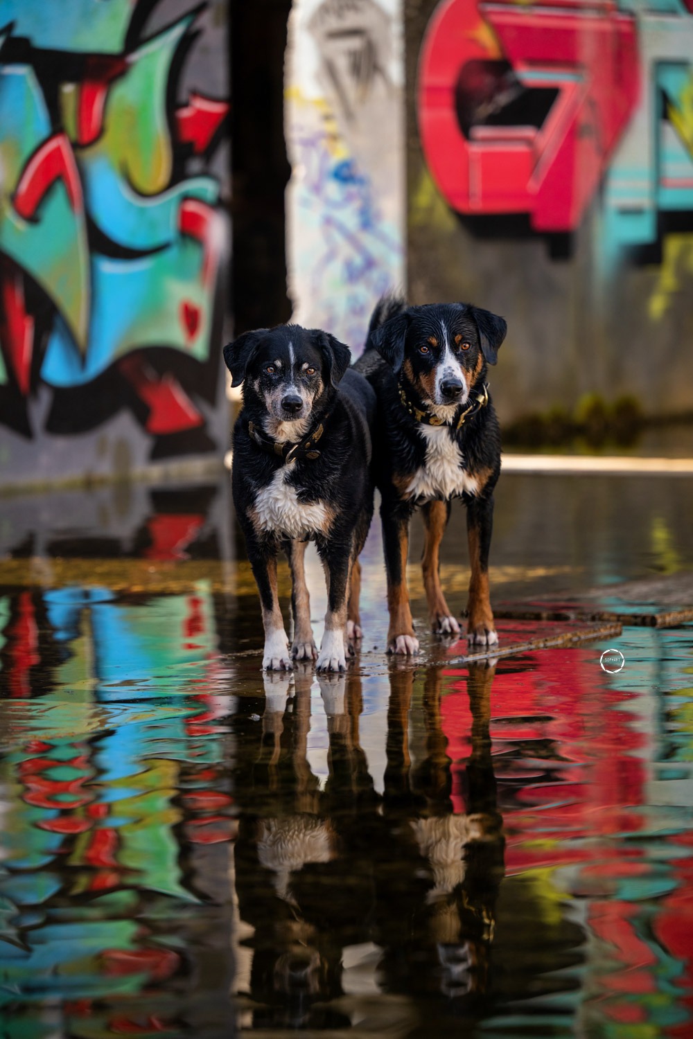 Sophart Photography Hunde Fotografie