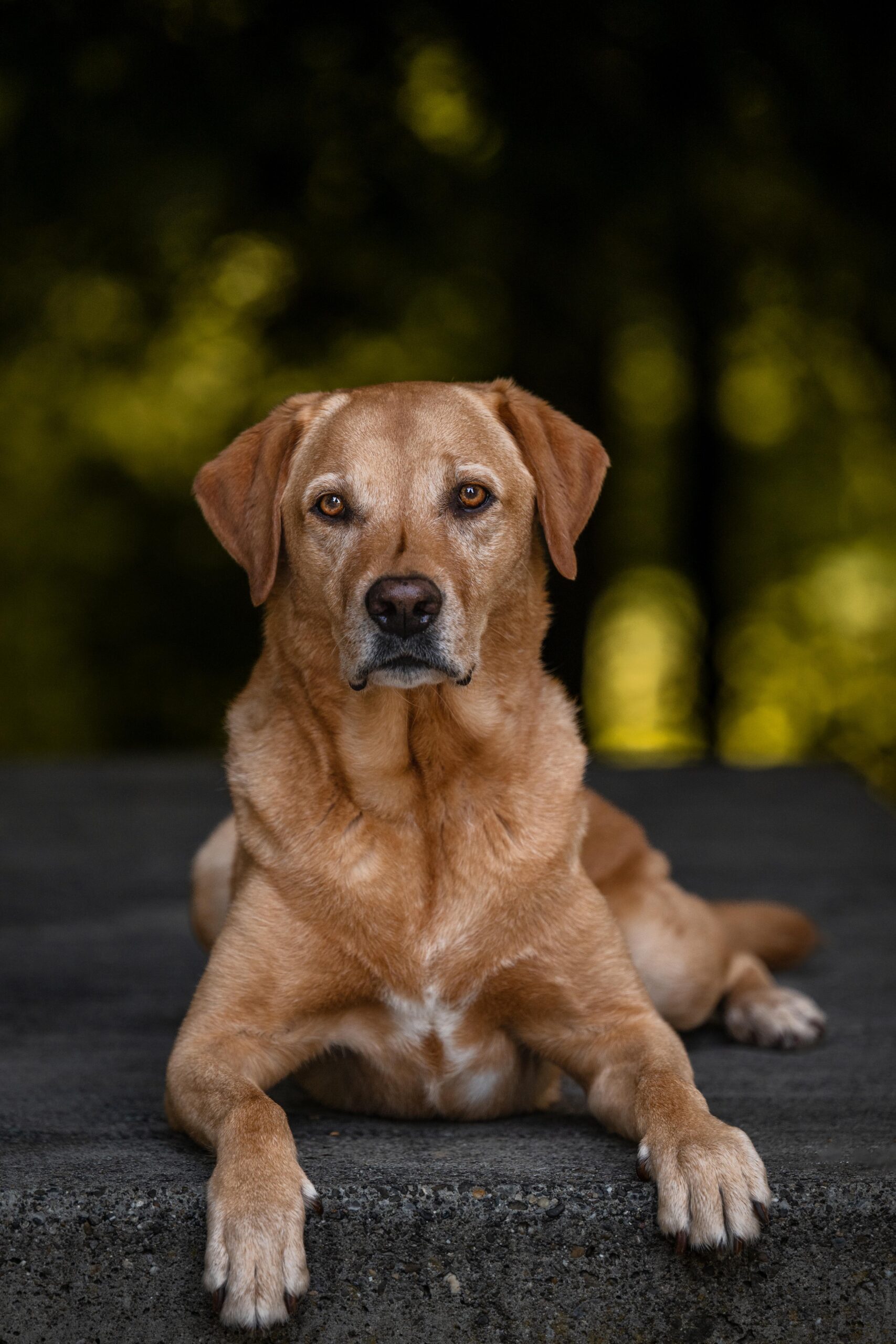 Sophart Photography Outdoor Hundefotografie