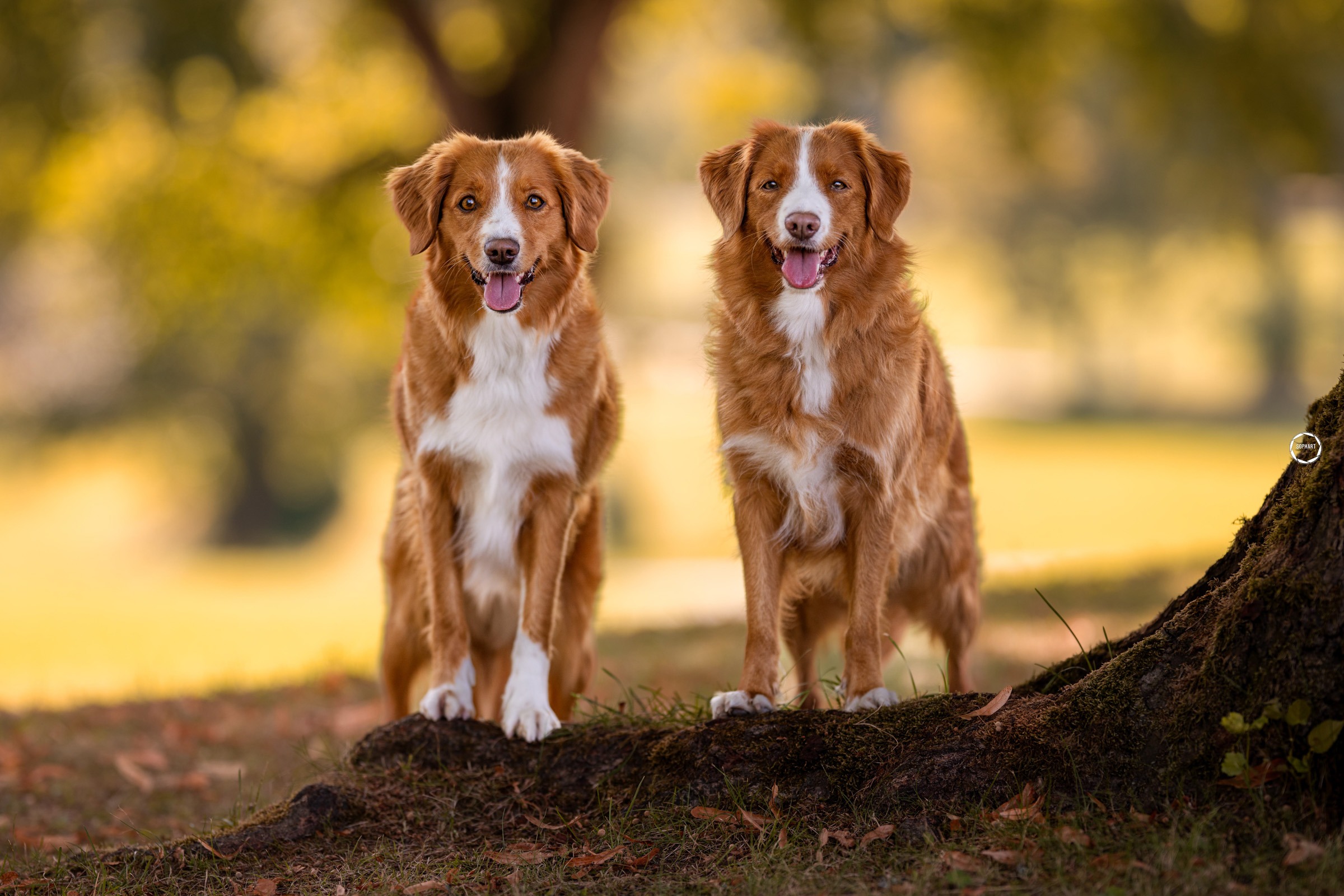 Sophart Photography Outdoor Hundefotografie