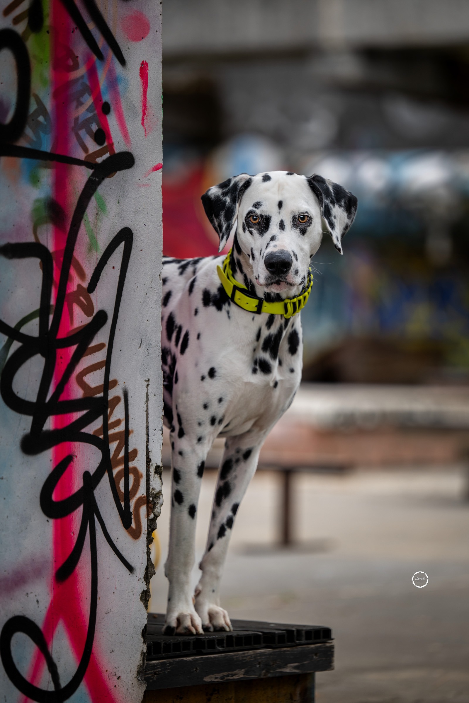 Sophart Photography Hunde Fotografie