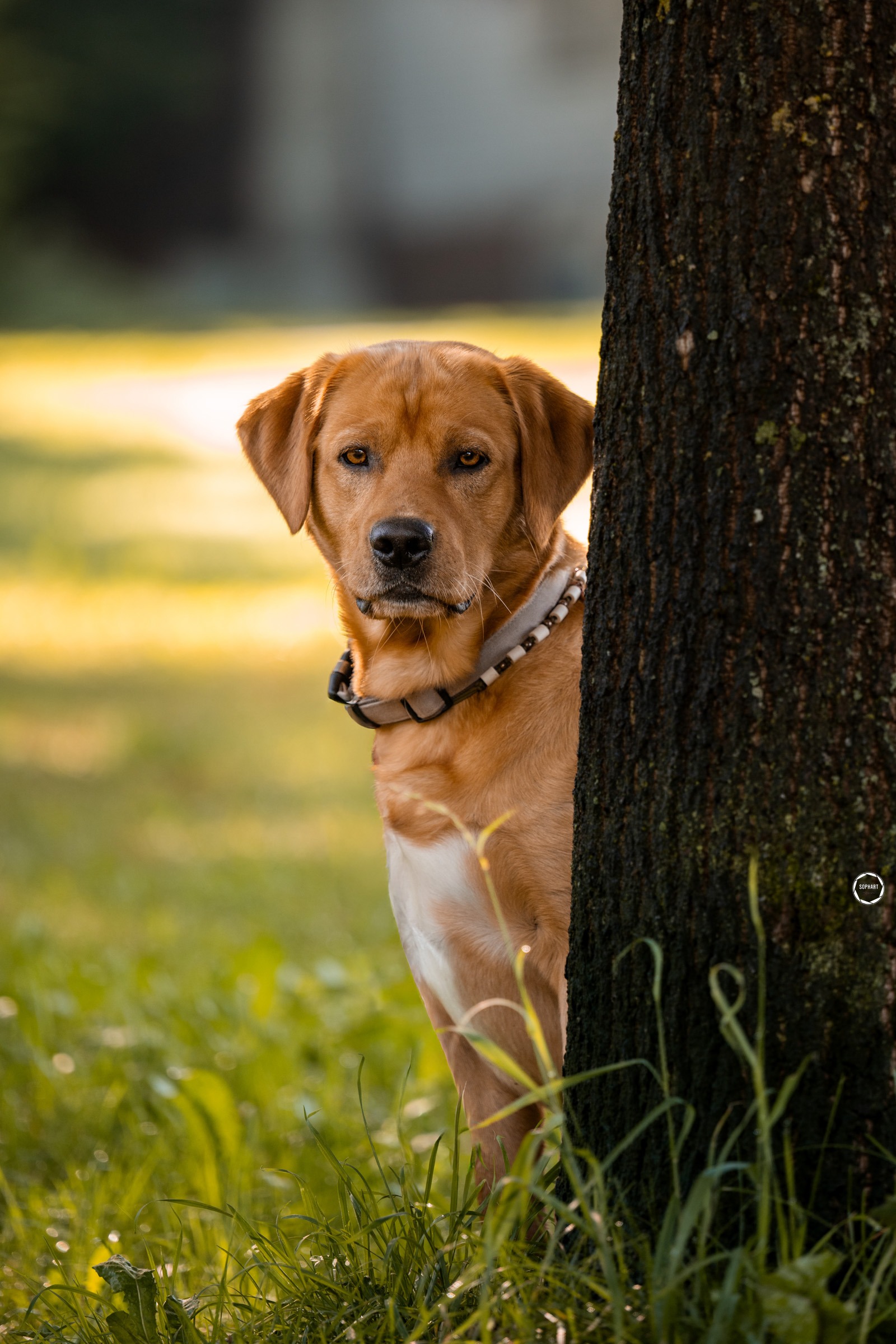 Sophart Photography Outdoor Hundefotografie