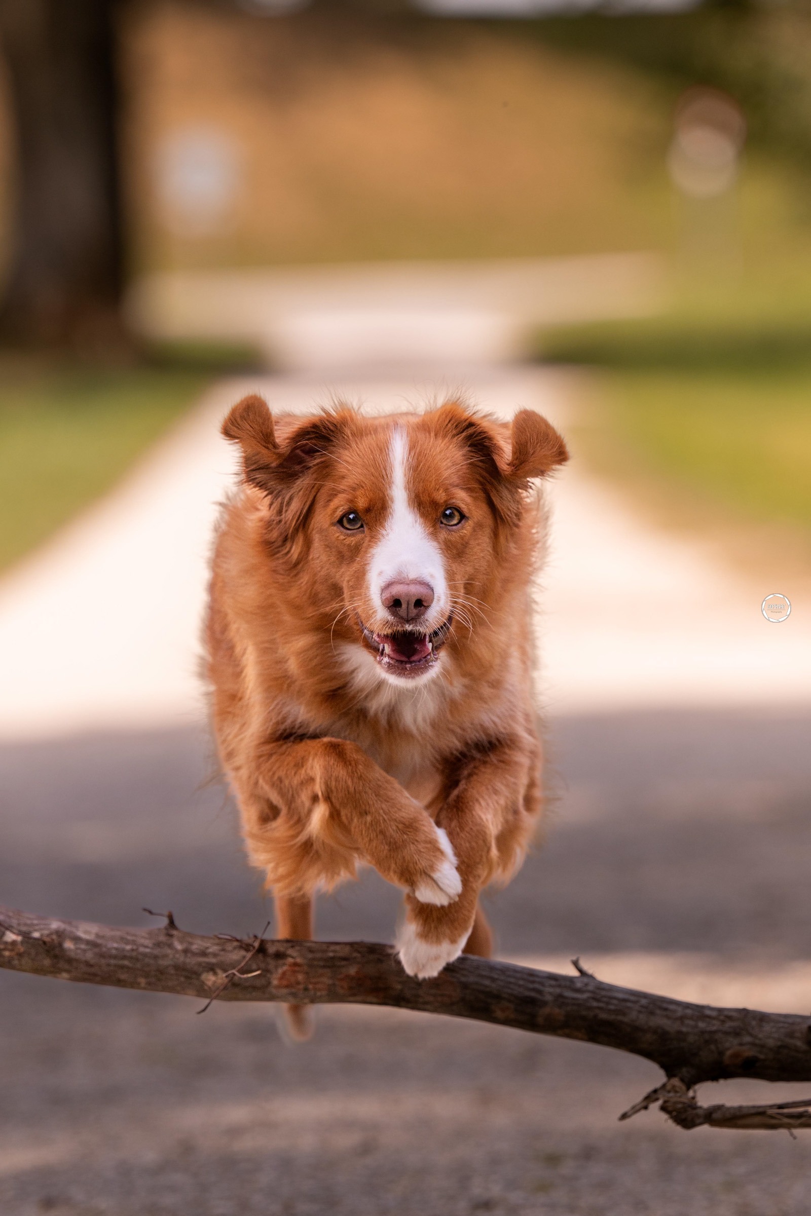 Sophart Photography Outdoor Hundefotografie