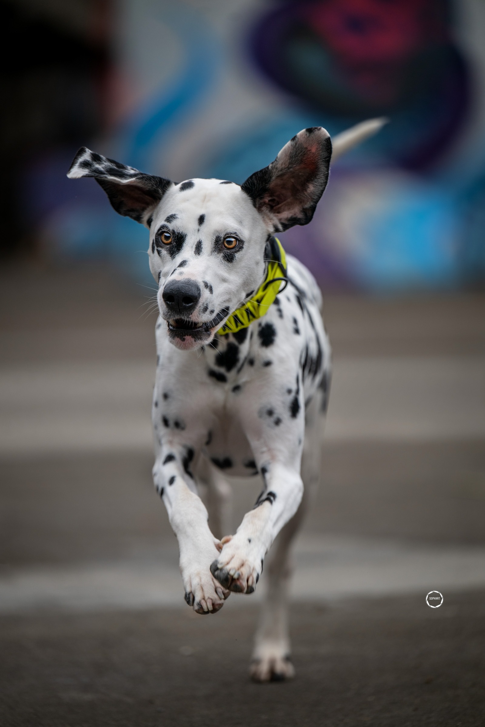 Sophart Photography Hunde Fotografie