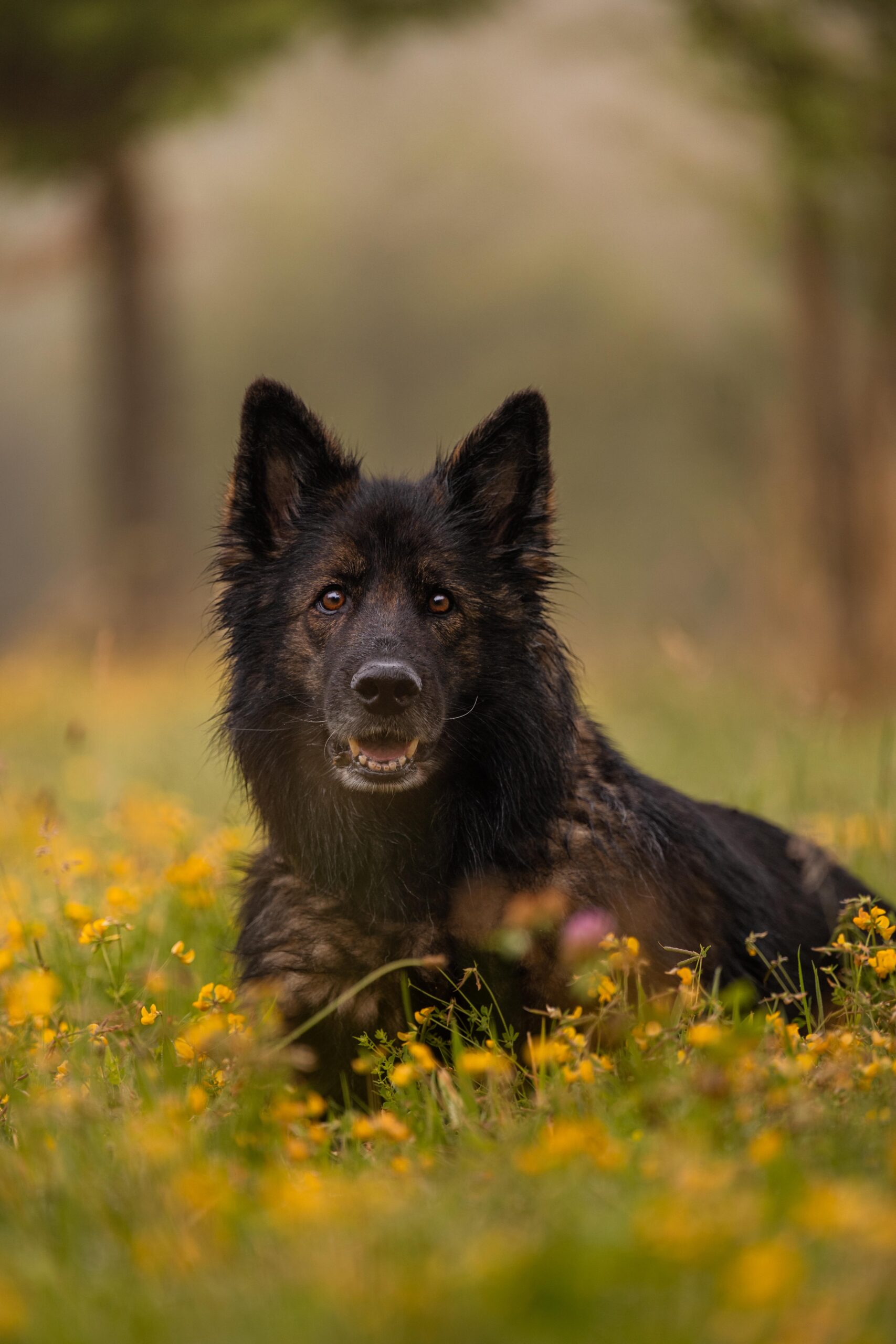 Sophart Photography Outdoor Hundefotografie