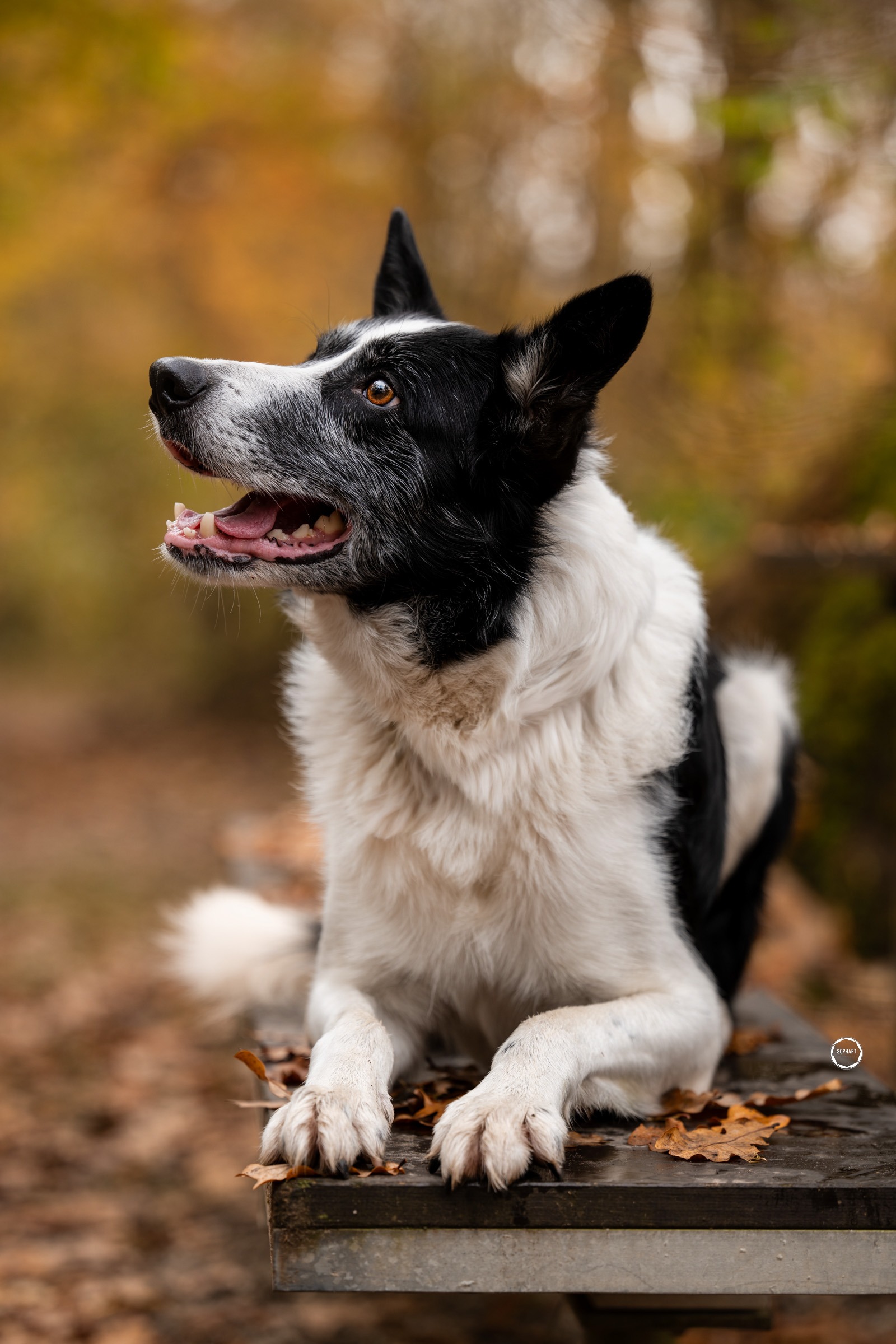 Sophart Photography Outdoor Hundefotografie