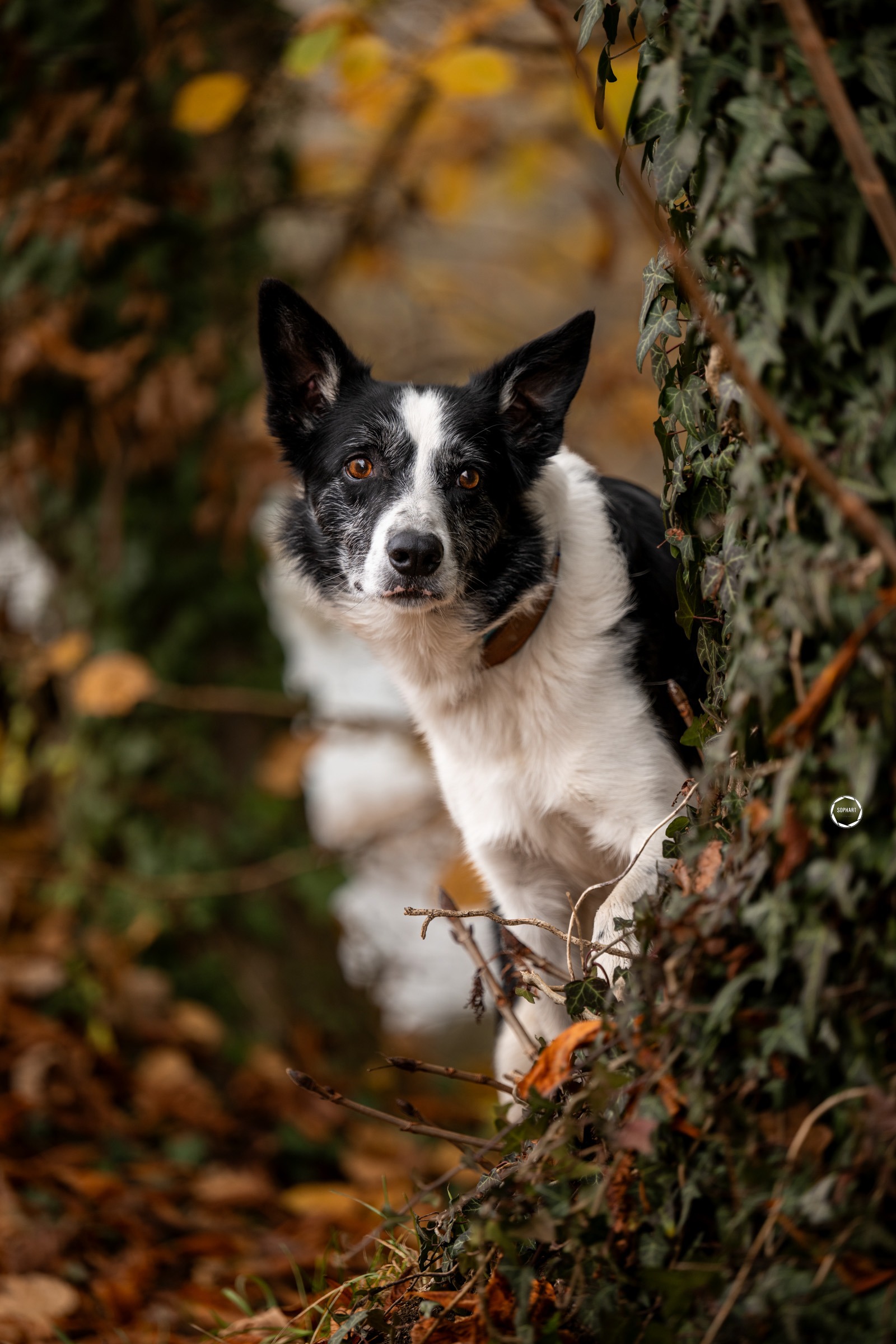 Sophart Photography Outdoor Hundefotografie