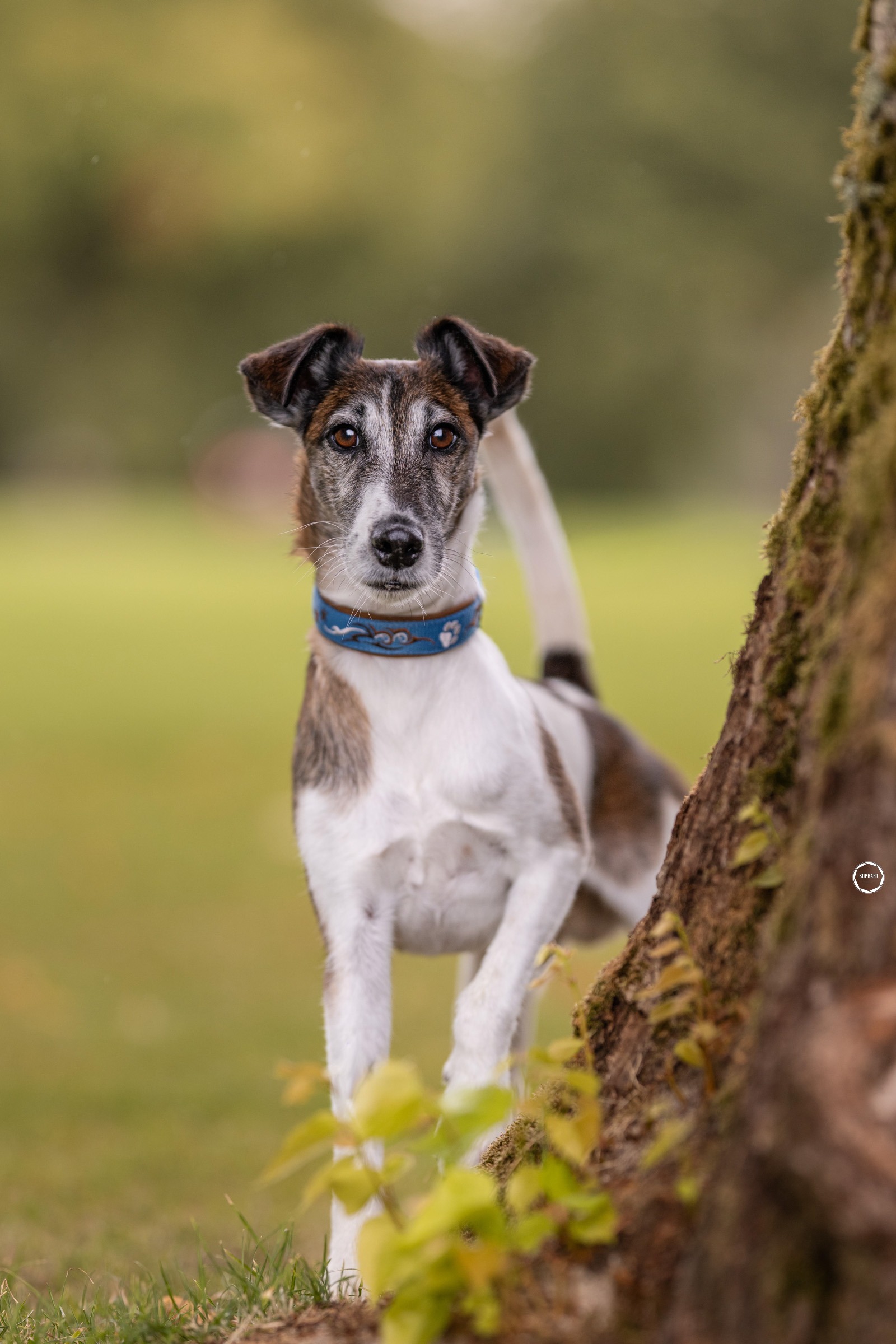 Sophart Photography Outdoor Hundefotografie