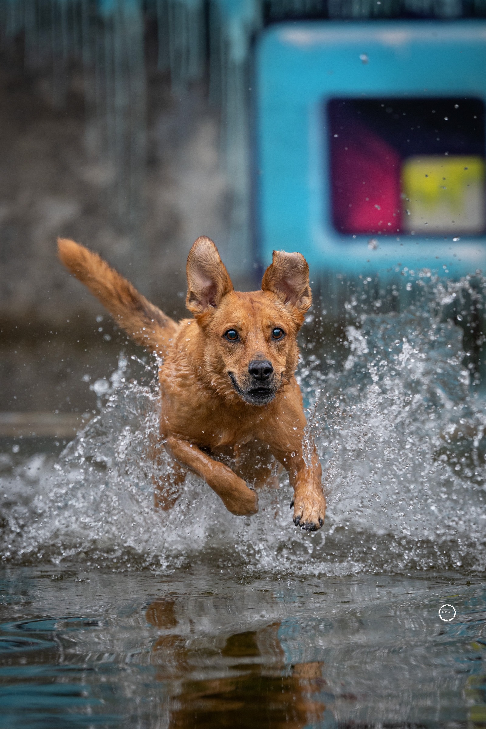 Sophart Photography Hunde Fotografie