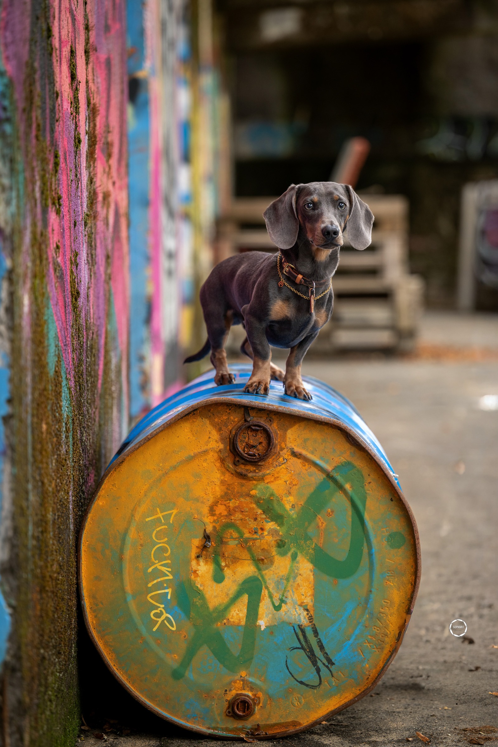 Sophart Photography Hunde Fotografie