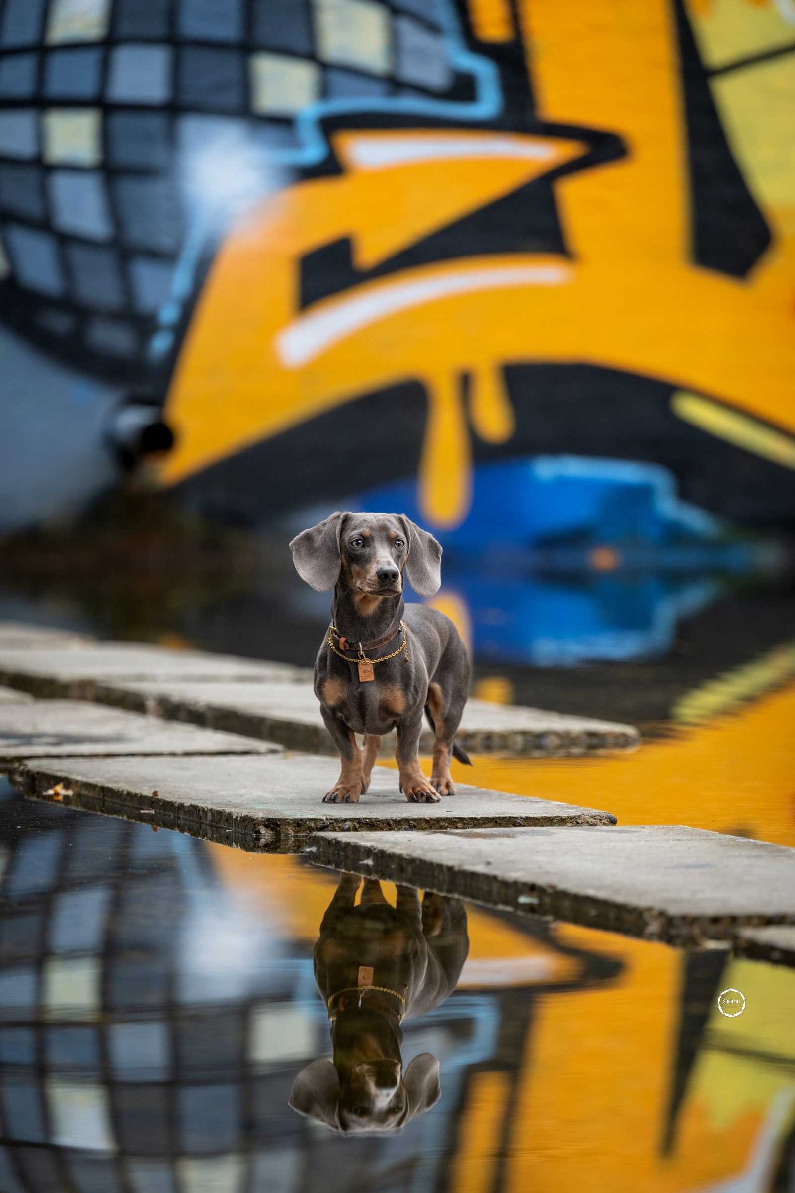 Sophart Photography Hunde Fotografie