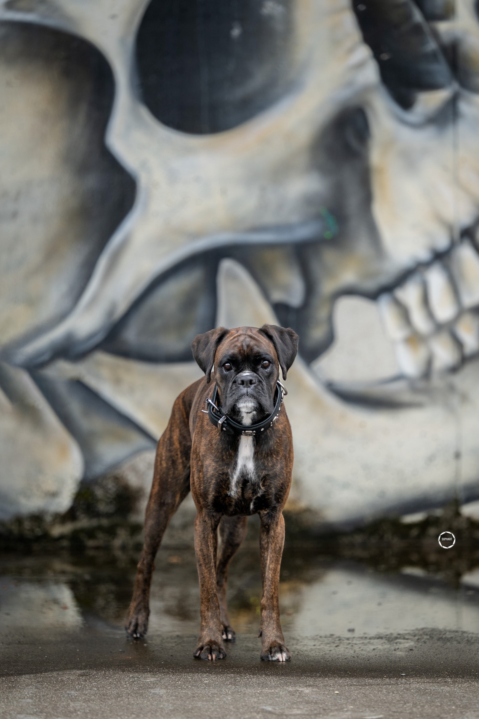 Sophart Photography Hunde Fotografie