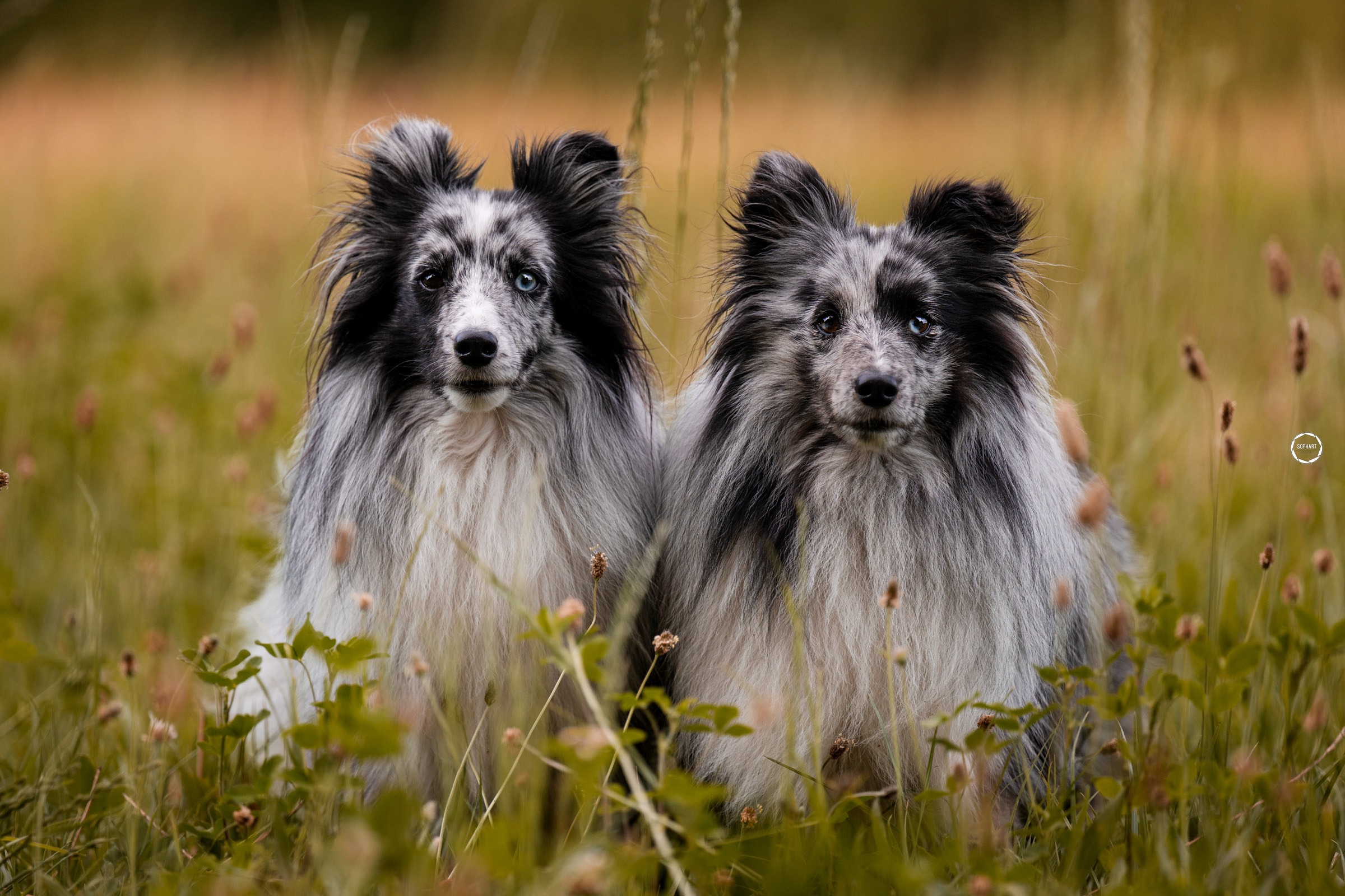 Sophart Photography Outdoor Hundefotografie