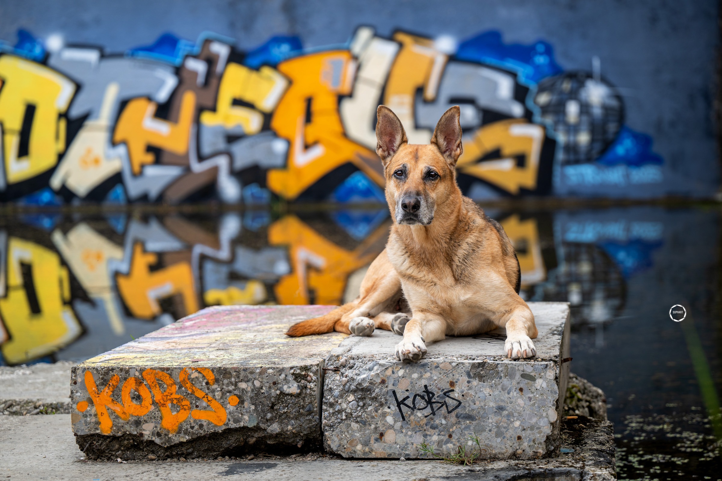 Sophart Photography Hunde Fotografie