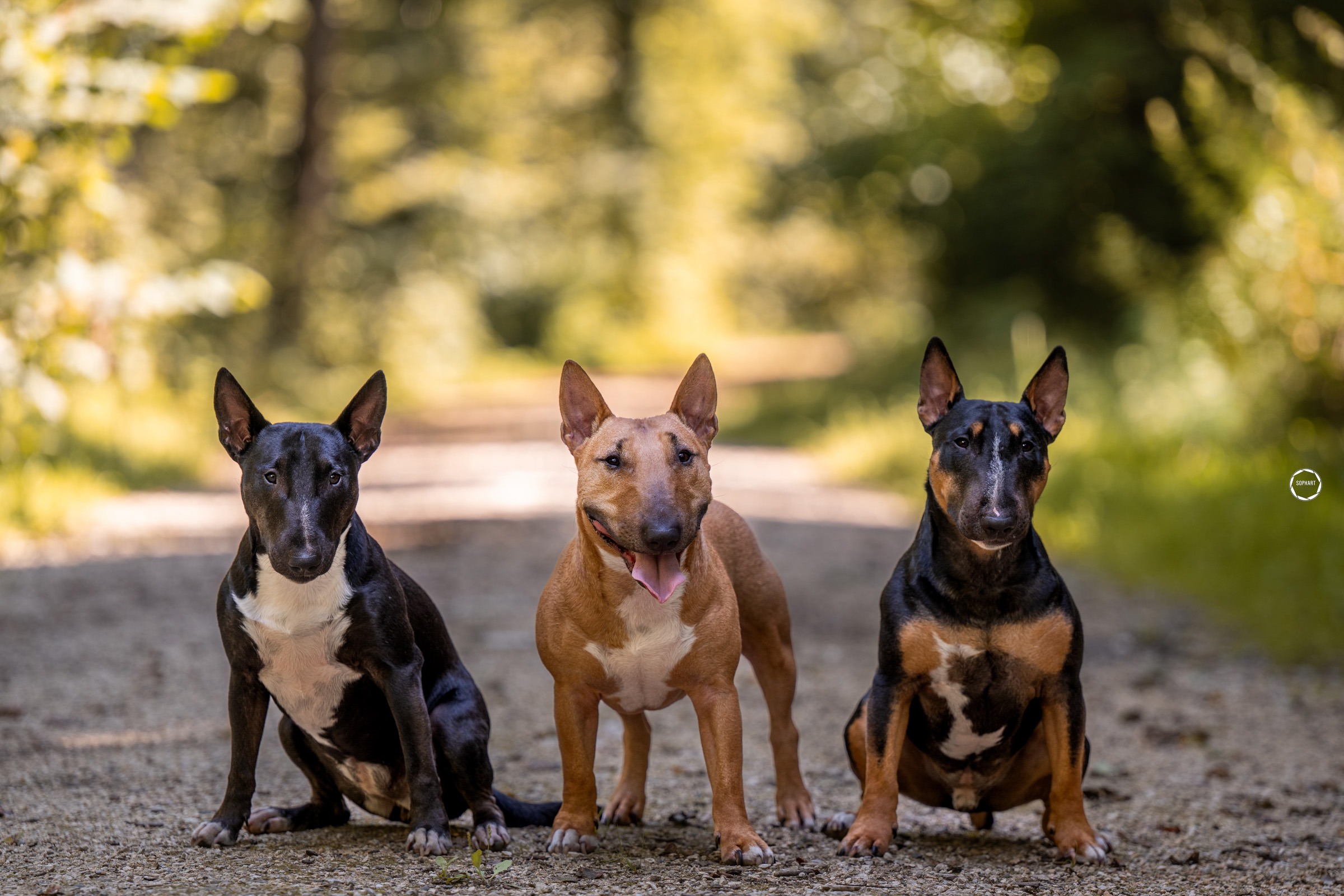 Sophart Photography Outdoor Hundefotografie