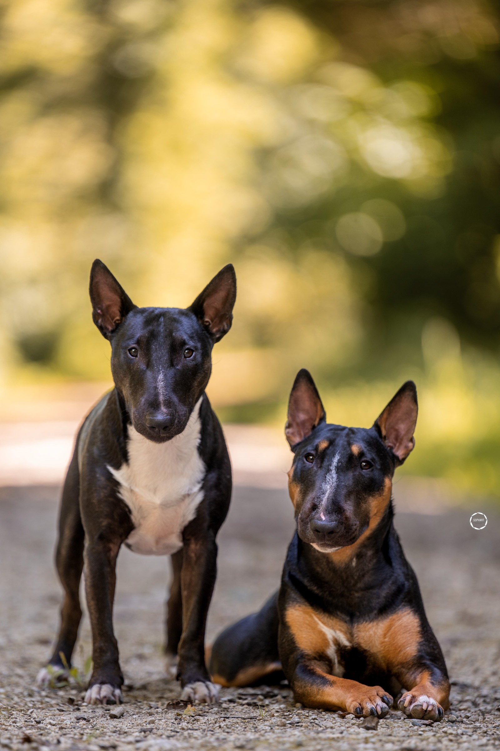 Sophart Photography Outdoor Hundefotografie