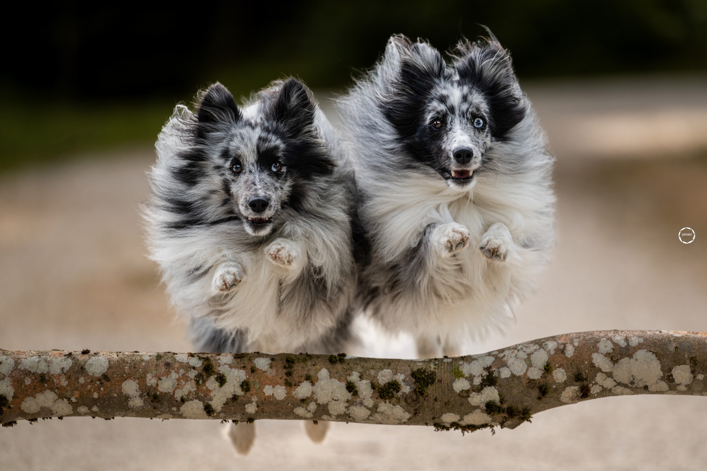 Sophart Photography Outdoor Hundefotografie