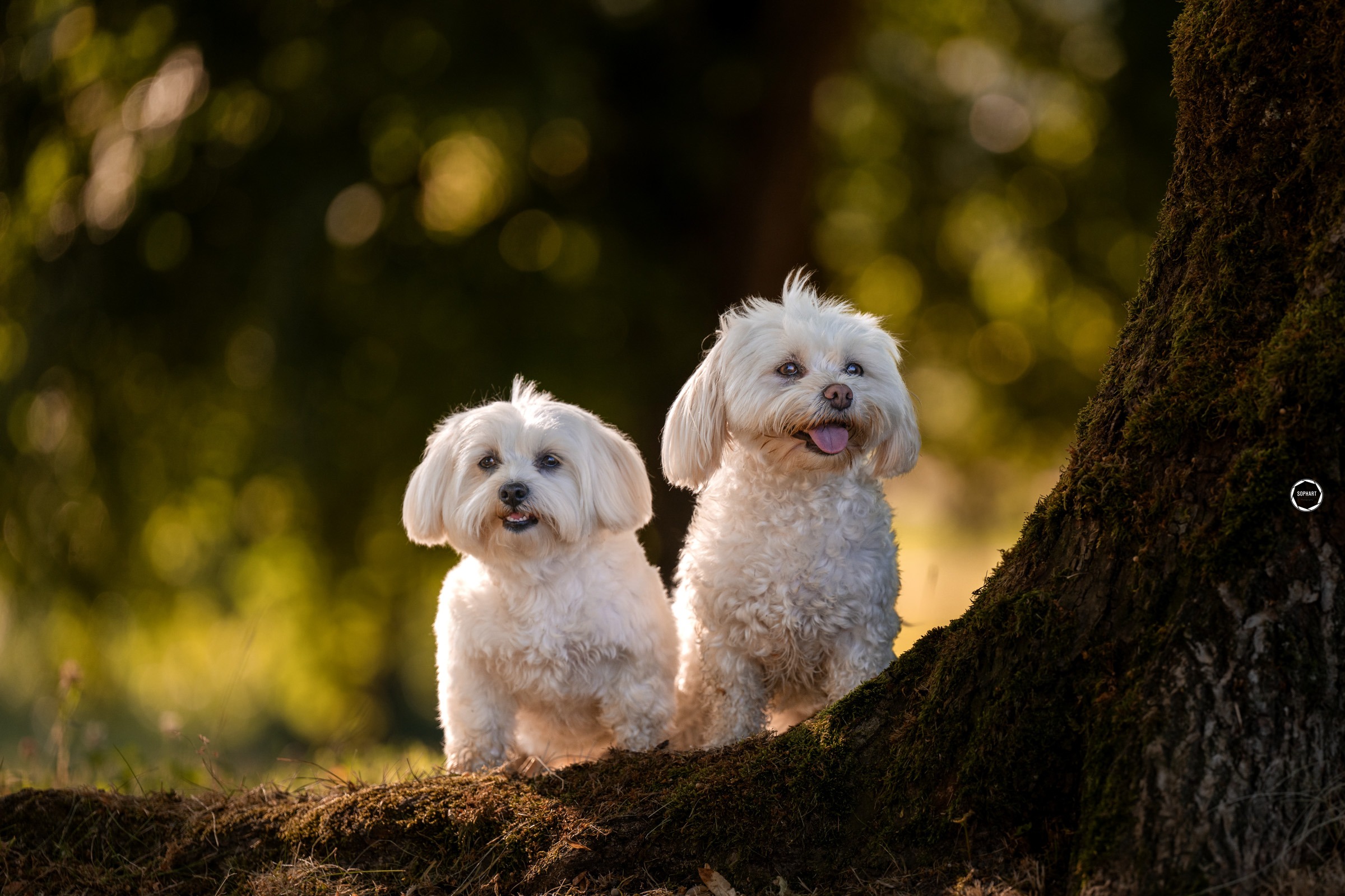 Sophart Photography Outdoor Hundefotografie