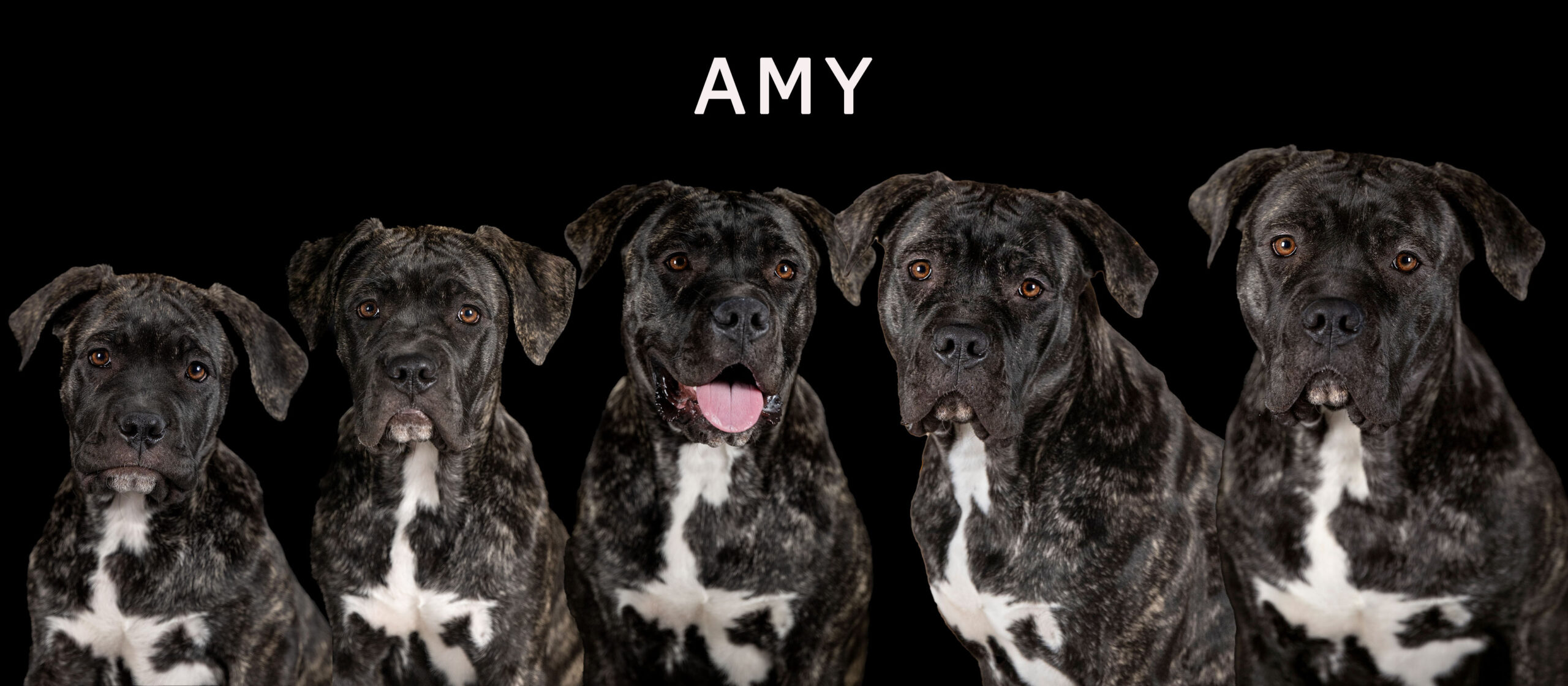 Sophart Photography Welpenfotografie