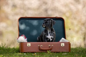 Sophart Photography
Welpen Fotoshooting Aargau