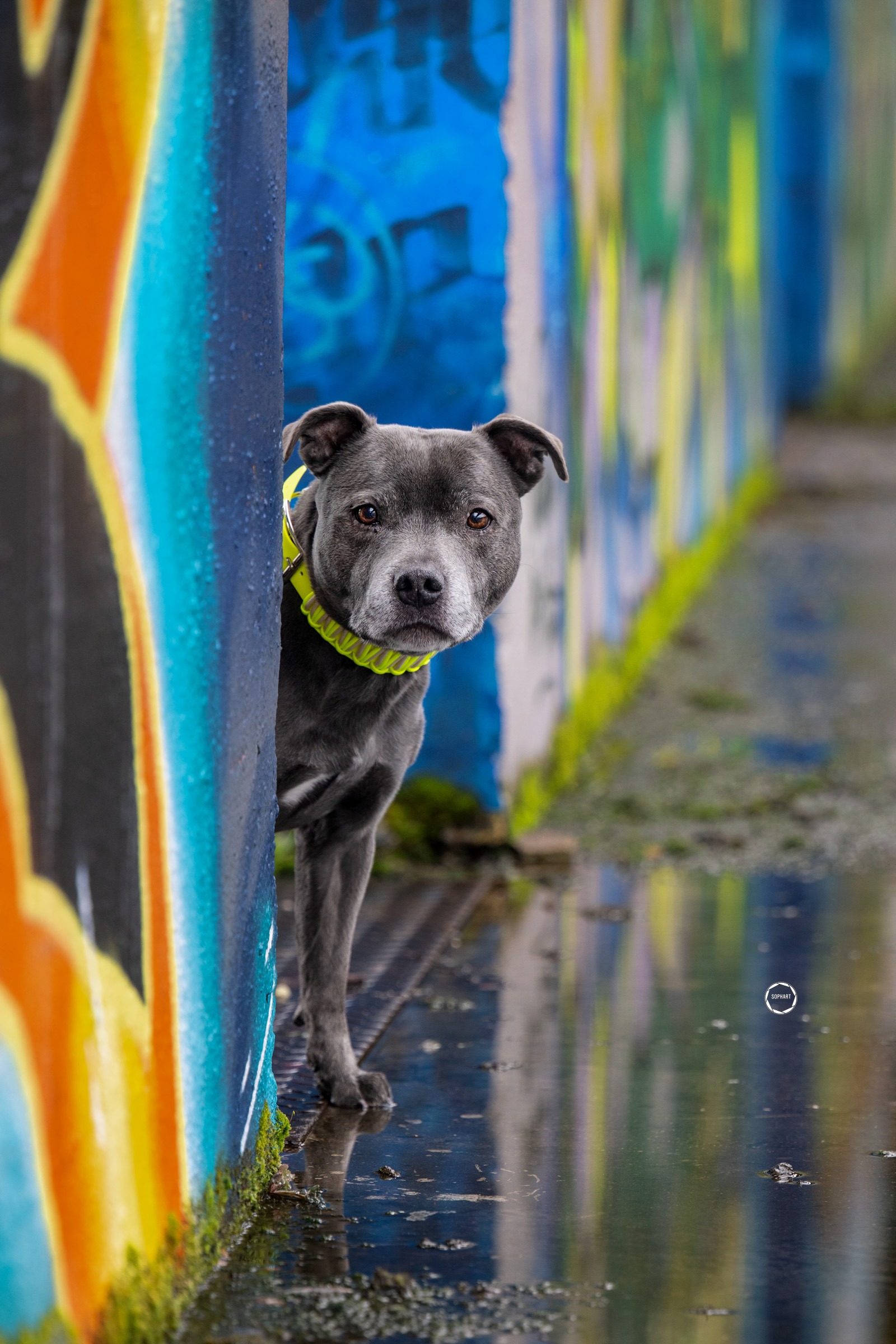 Sophart Photography Hunde Fotografie