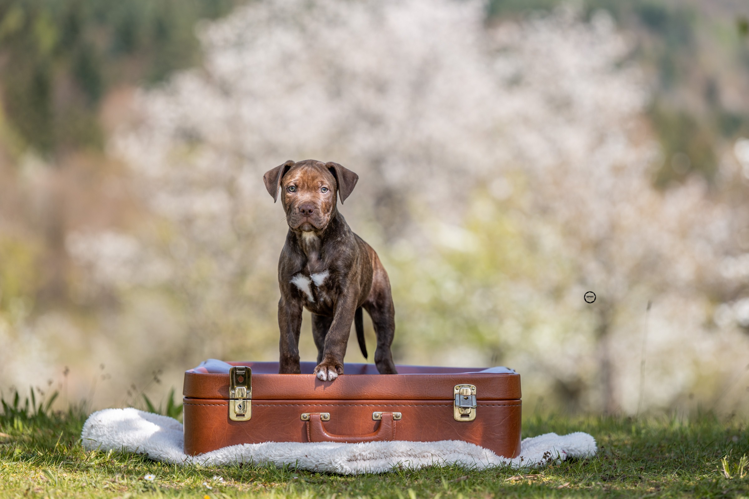 Sophart Photography Welpenfotografie