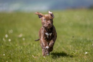 Sophart Photography
Welpen Fotoshooting Aargau